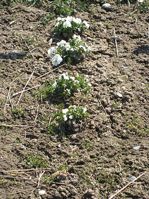 pansy unmulched